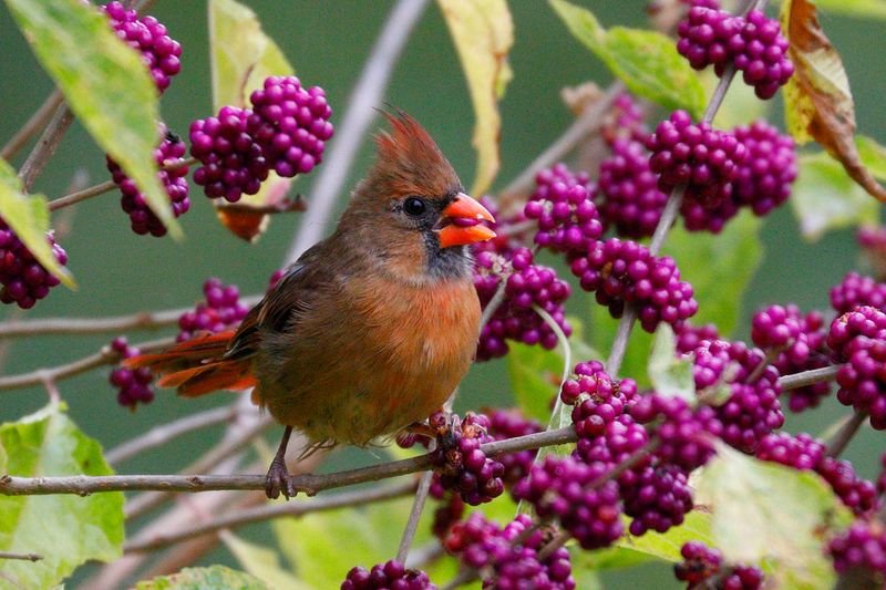 Build The Bird Habitat Around The Shrub