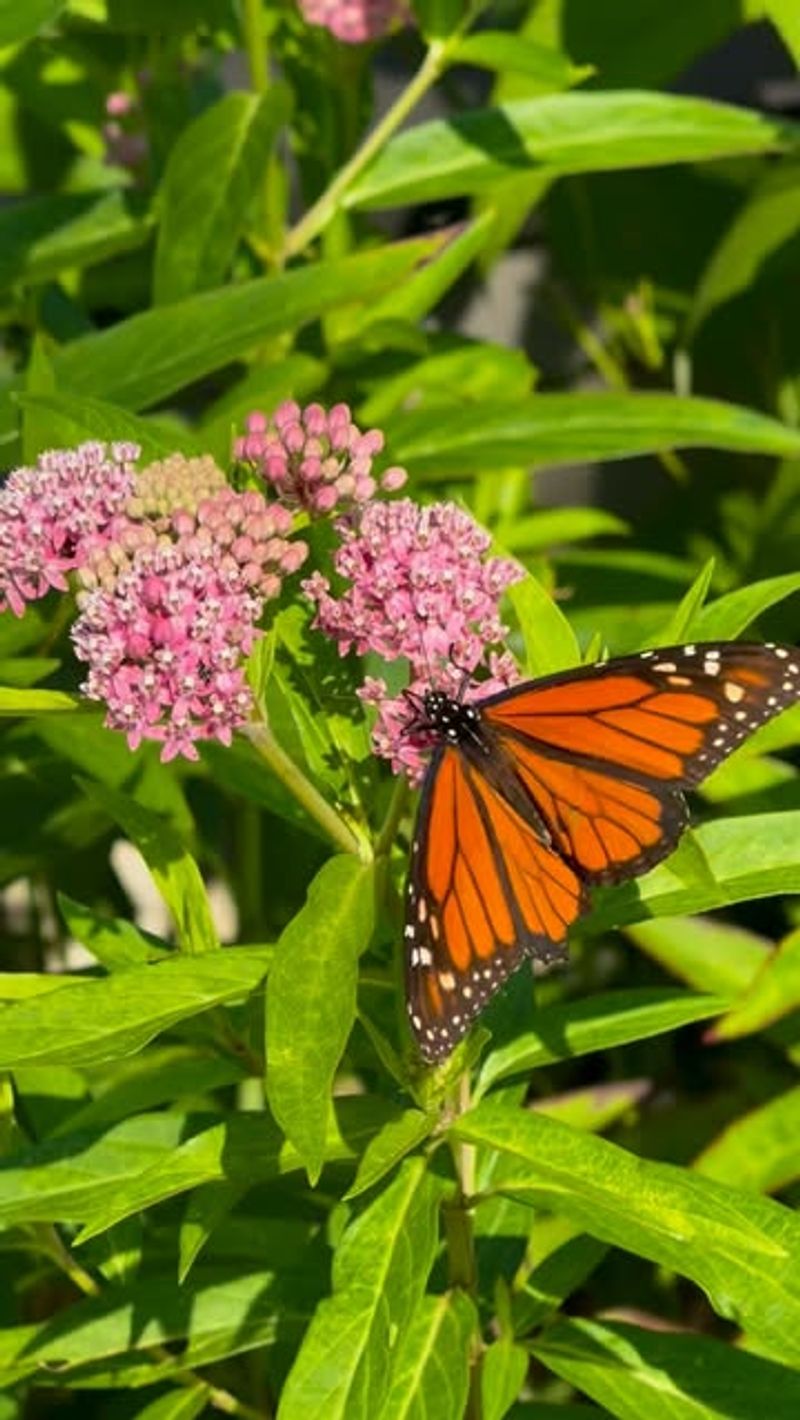 Build The Longer Butterfly Season Around It Build The Longer Butterfly Season Around It