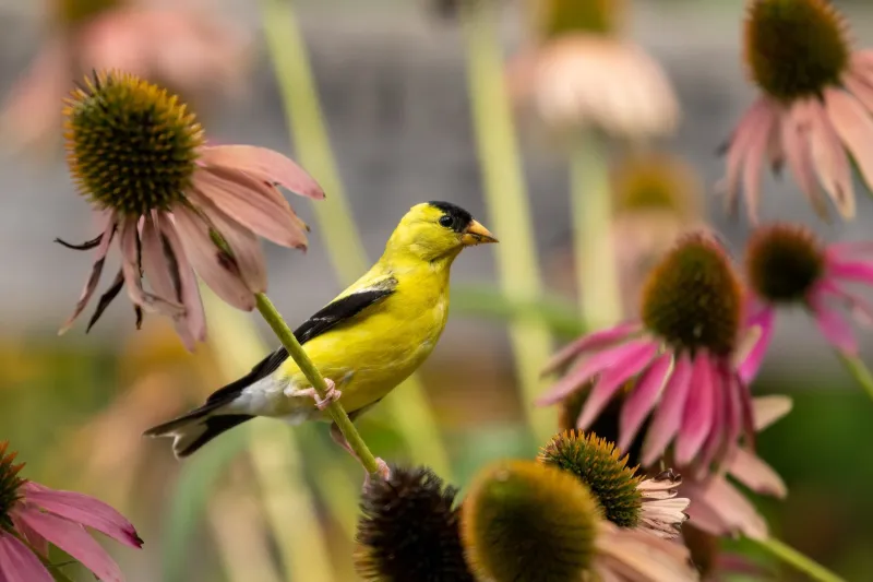 Build a Goldfinch-Friendly Yard Beyond One Plant Build a Goldfinch-Friendly Yard Beyond One Plant