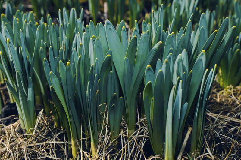 Bulbs And Perennials Benefit Most Right Now