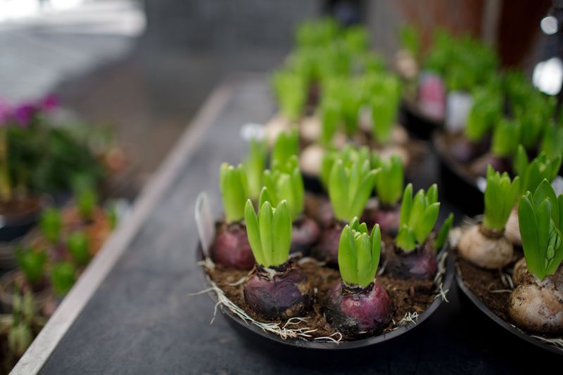 Bulbs Stay Hidden Underground Unnoticed Bulbs Stay Hidden Underground Unnoticed