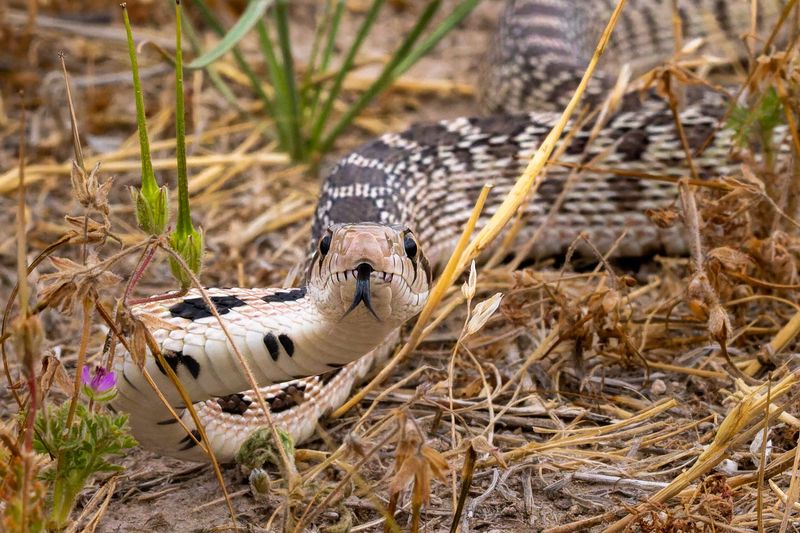 Bullsnake