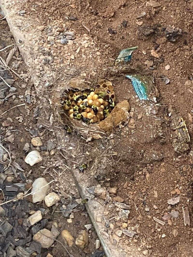Bumblebee Nests Hiding In Old Rodent Holes