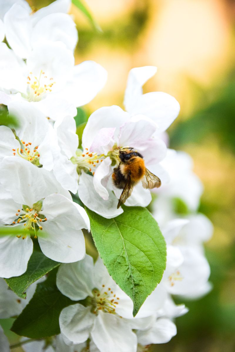 Bumblebees Pollinate Your Apples And Tomatoes
