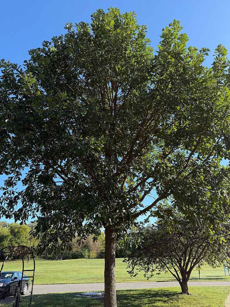 Bur Oak Thrives Across Every Region Of Illinois