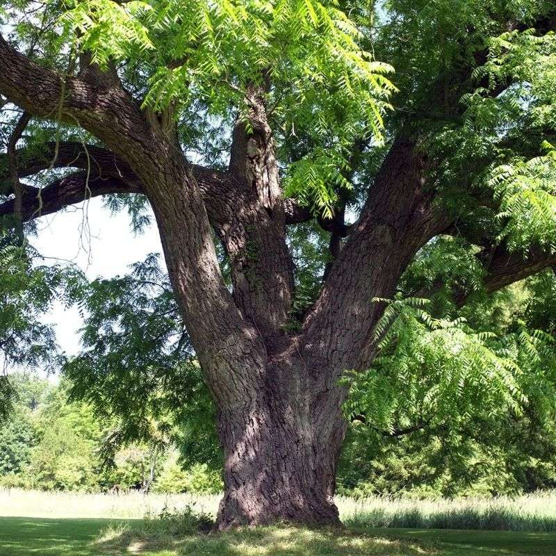 Bur Oak
