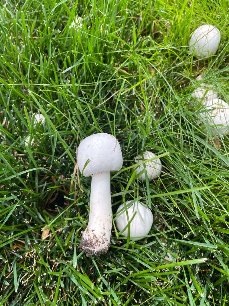 Buried Wood May Be Feeding Their Growth Buried Wood May Be Feeding Their Growth
