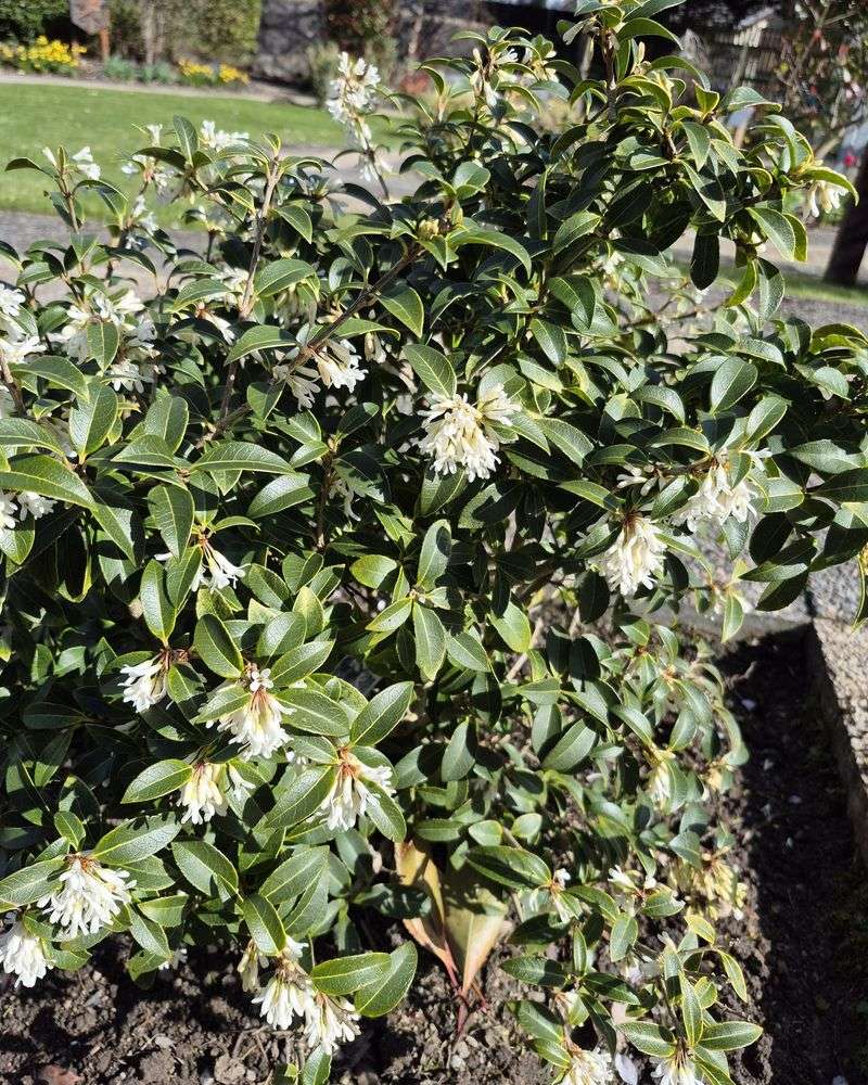 Burkwood Osmanthus Staying Full Through Every Season