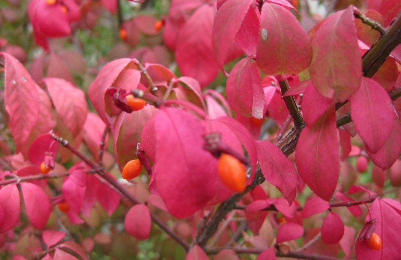 Burning Bush: Bright Color With A Hidden Cost Burning Bush: Bright Color With A Hidden Cost