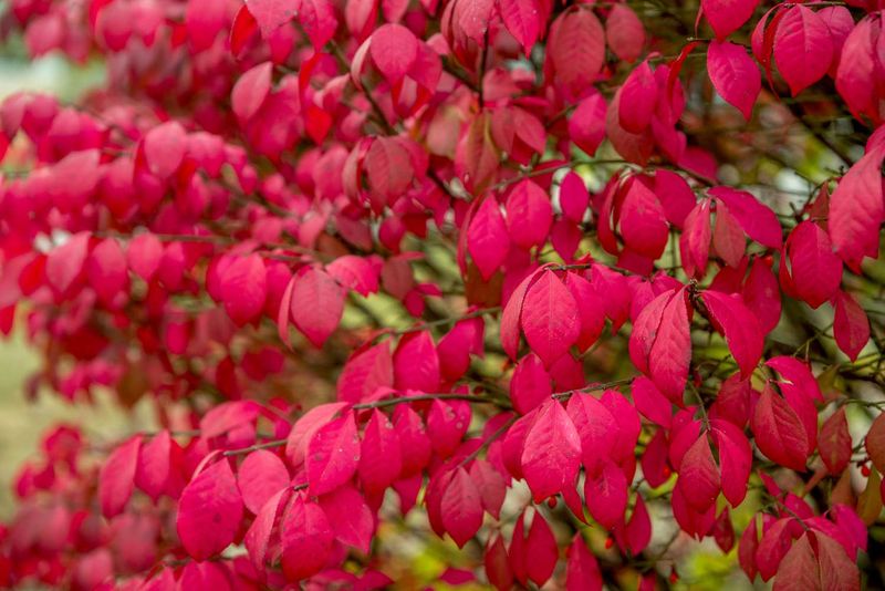 Burning Bush Comes With An Invasive Problem