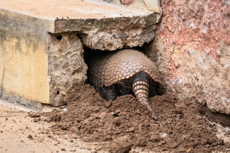 Burrow Entrances Are Much Larger Than Feeding Holes Burrow Entrances Are Much Larger Than Feeding Holes