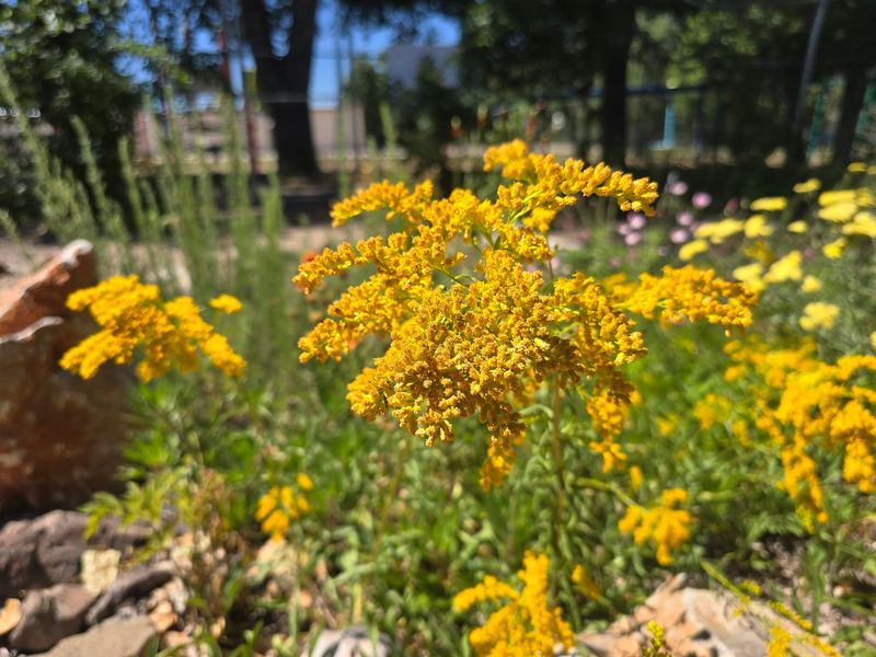 Burroweed Fits Naturally Into Dry Desert Landscapes Burroweed Fits Naturally Into Dry Desert Landscapes