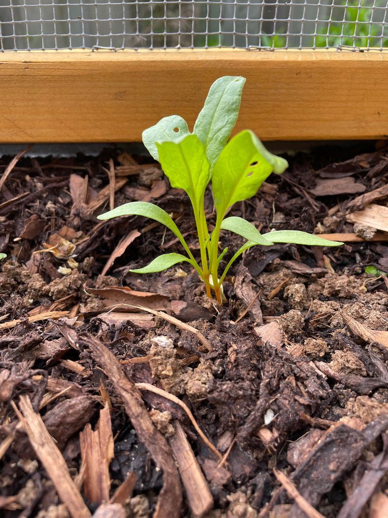 Burying Small Seeds Delays Emergence