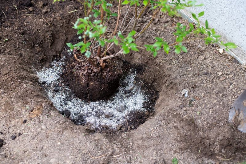 Burying The Plant Too Deep Burying The Plant Too Deep