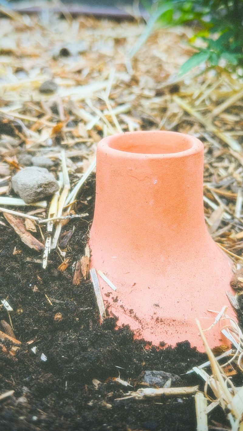 Burying Unglazed Clay Keeps Water Near Future Roots Burying Unglazed Clay Keeps Water Near Future Roots