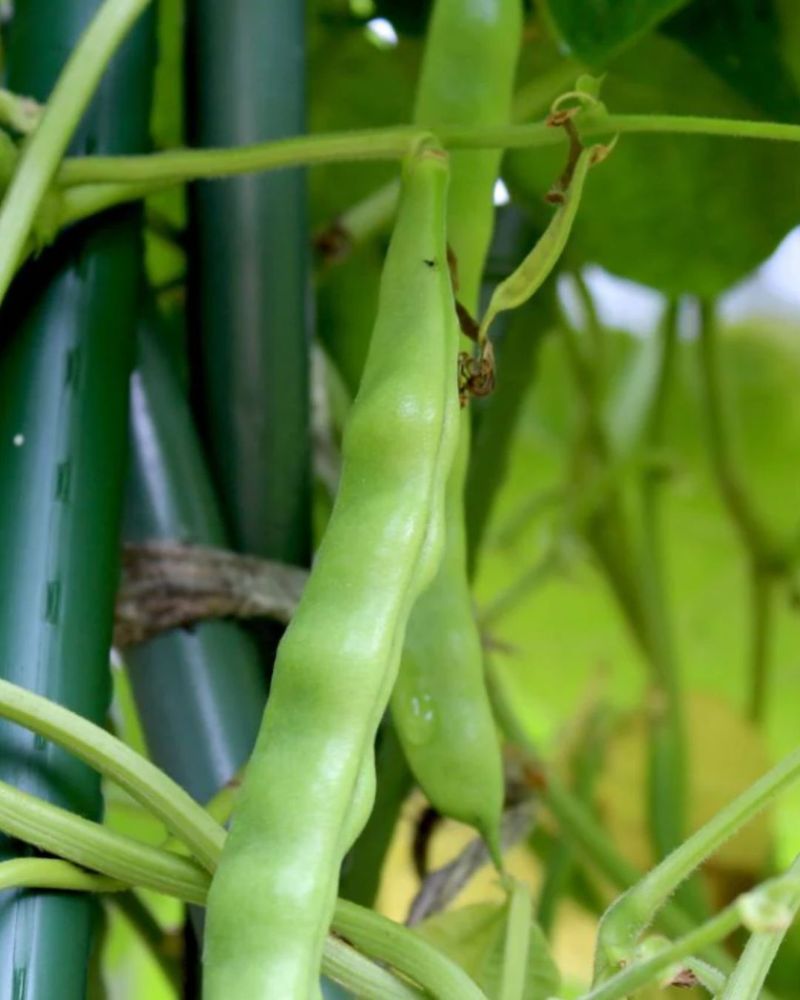 Bush Beans Give Northern And Central Beds A Second Act Bush Beans Give Northern And Central Beds A Second Act