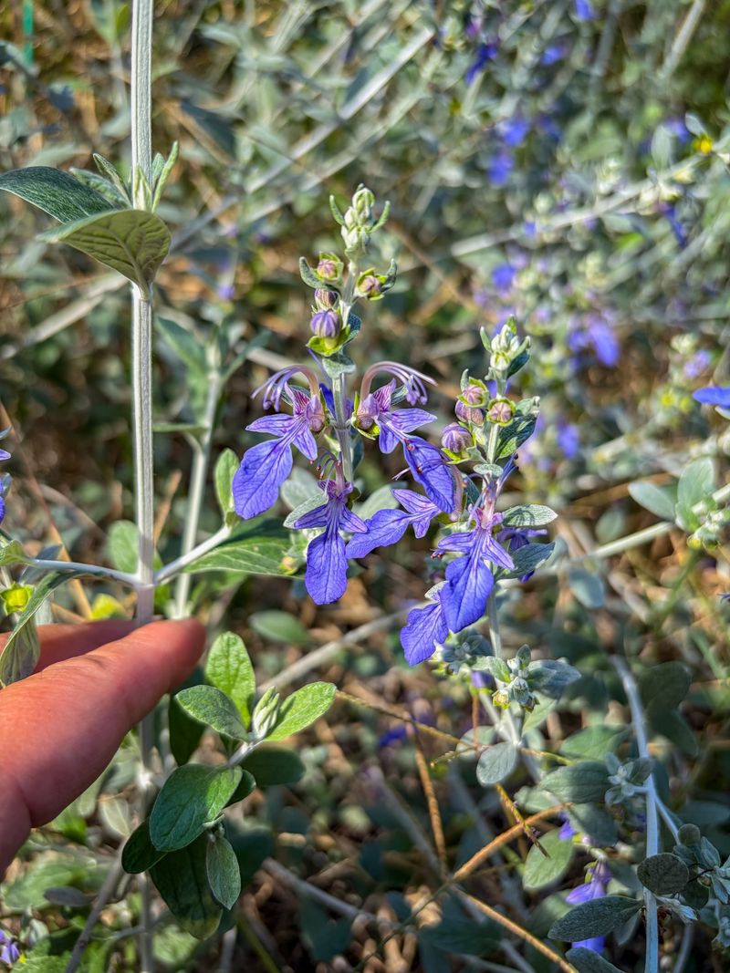 Bush Germander Handles Hot Walls And Driveway Edges