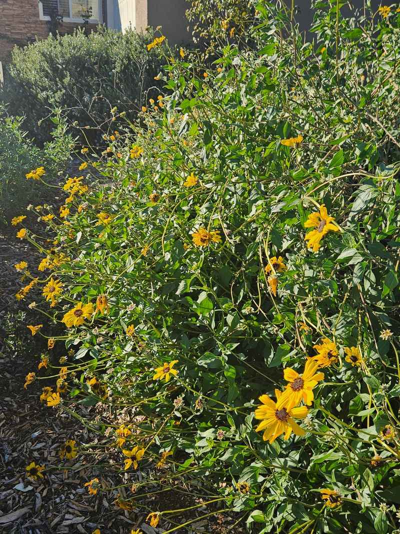 Bush Sunflower Brightens Dry Slopes Bush Sunflower Brightens Dry Slopes