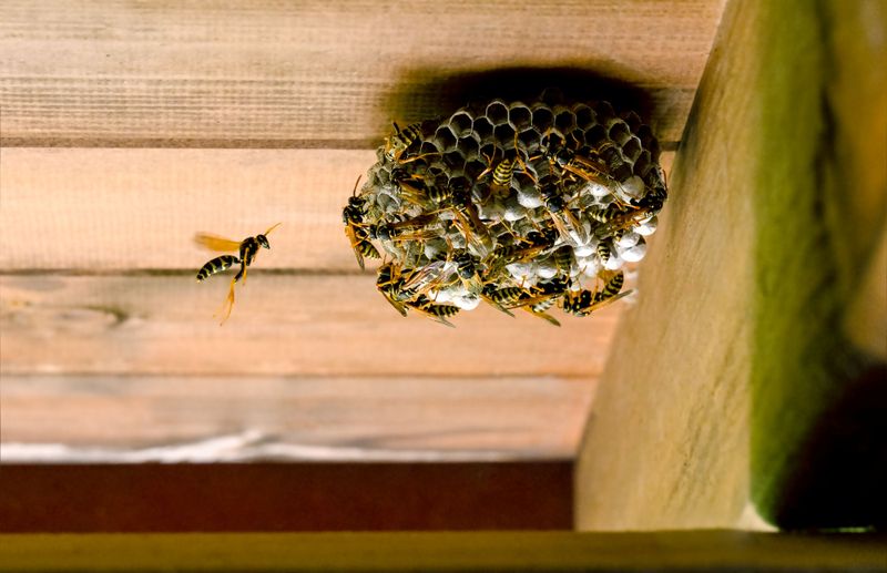Busy Nests Near Walkways May Need Professional Attention