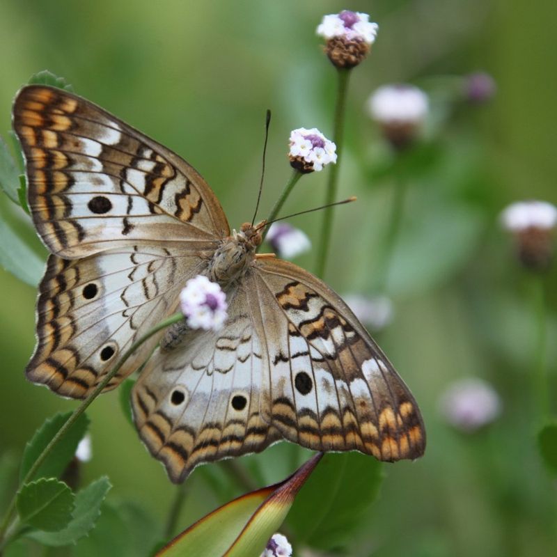 Butterflies And Bees Get An Added Benefit Butterflies And Bees Get An Added Benefit