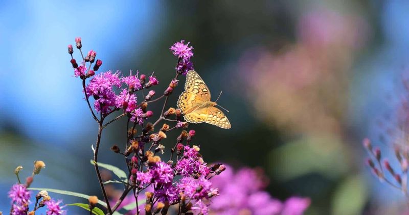 Butterflies And Native Bees Benefit Too Butterflies And Native Bees Benefit Too
