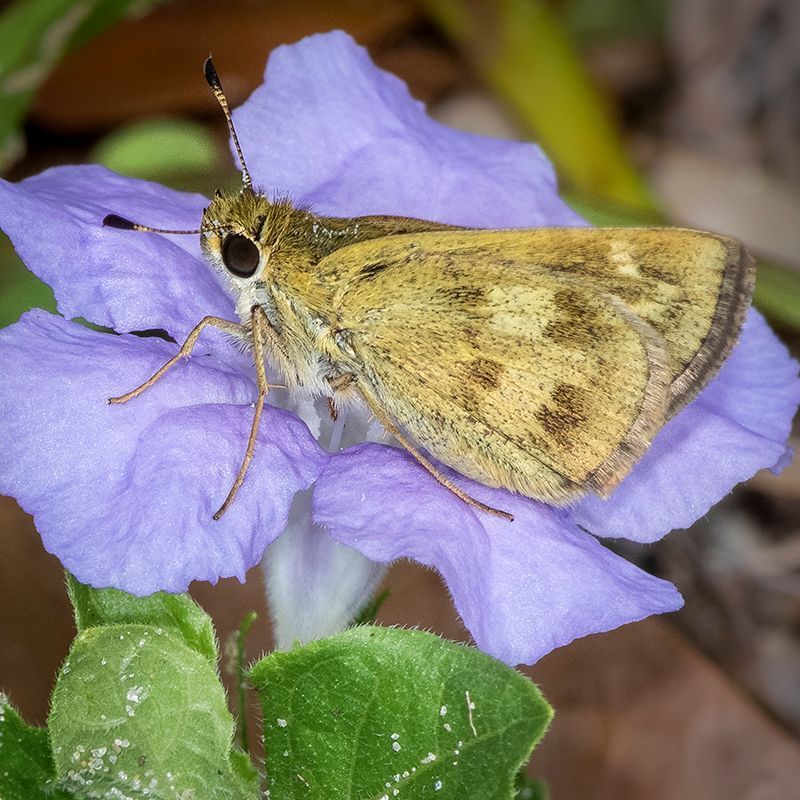 Butterflies Benefit From The Flowers