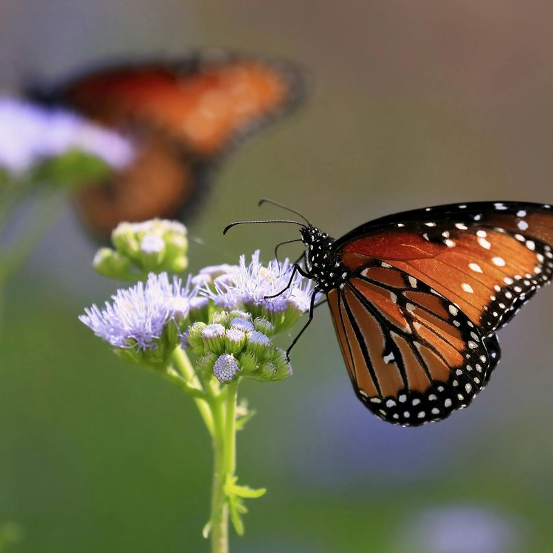Butterflies Find A Valuable Food Source In Its Blue-Purple Flowers