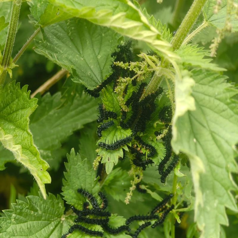 Butterflies Use The Leaves