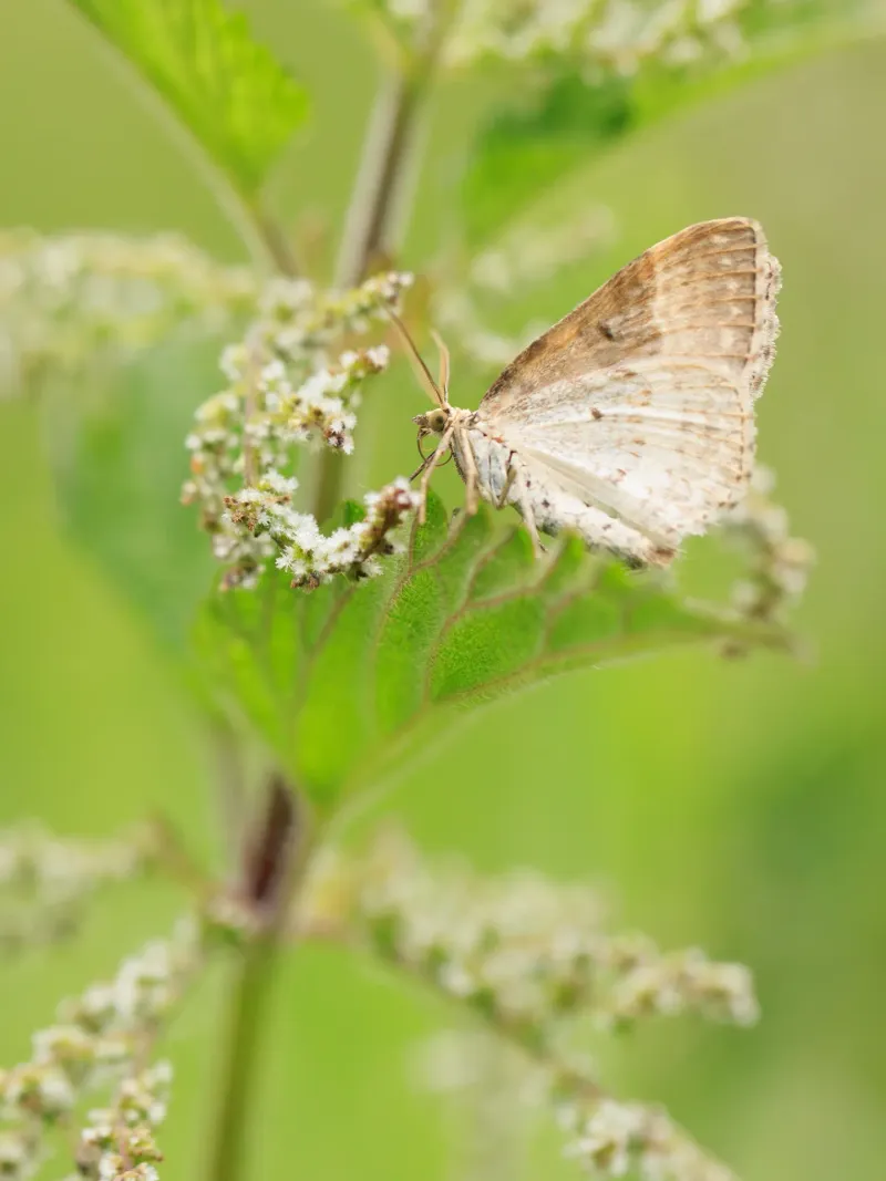 Butterflies Use This Plant Butterflies Use This Plant