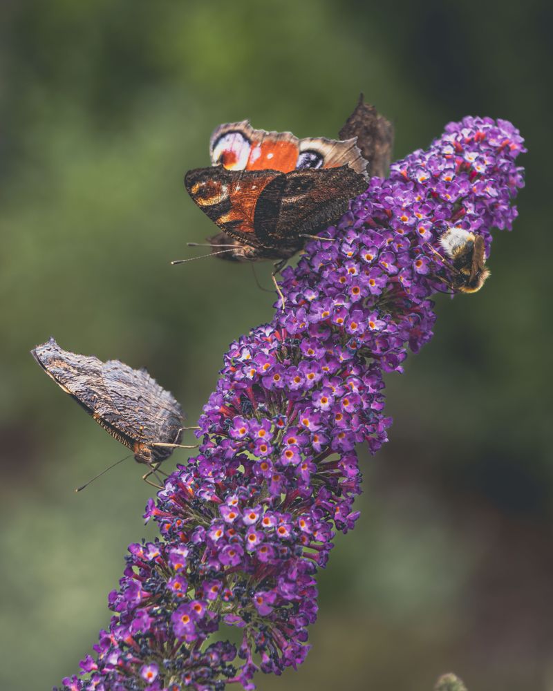 Butterfly Bush Butterfly Bush