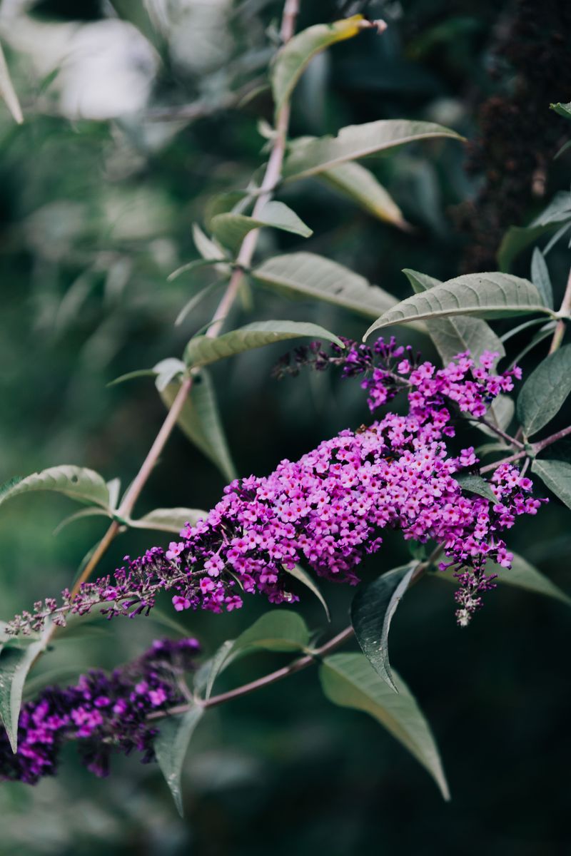 Butterfly Bush Butterfly Bush
