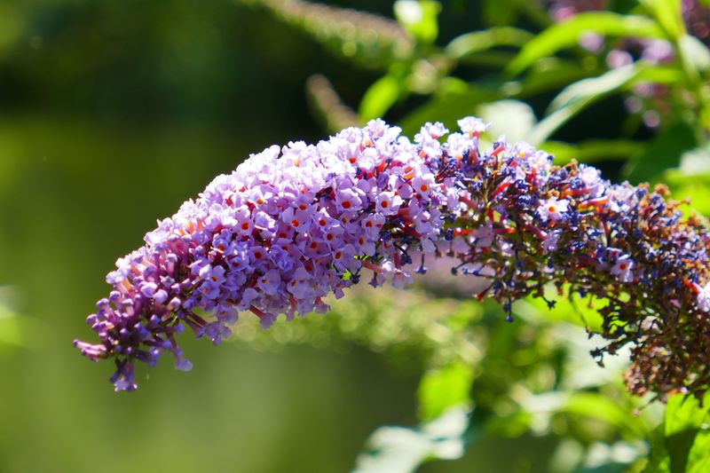 Butterfly Bush Benefits From Removing Spent Blooms