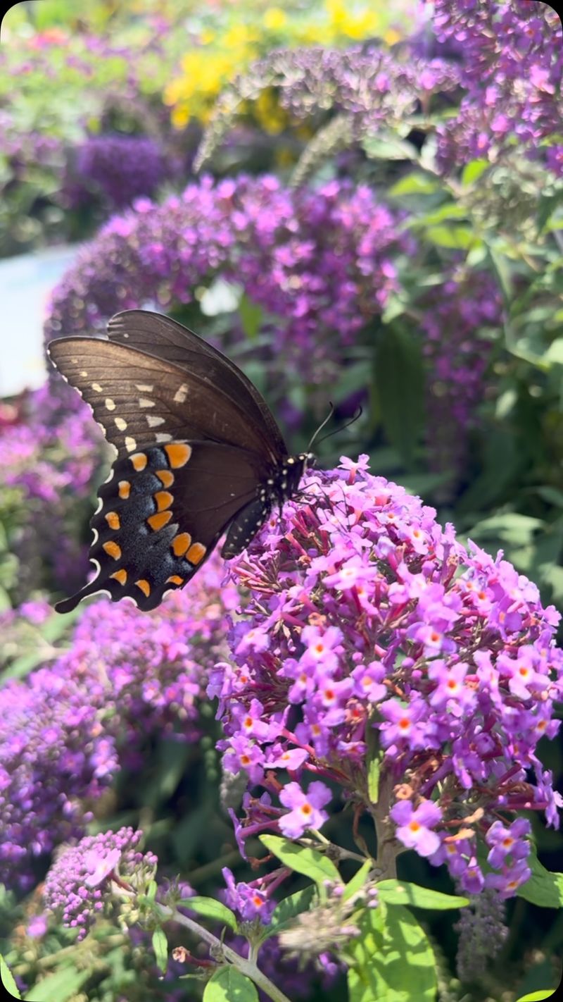 Butterfly Bush Handles Pennsylvania Winters With Ease