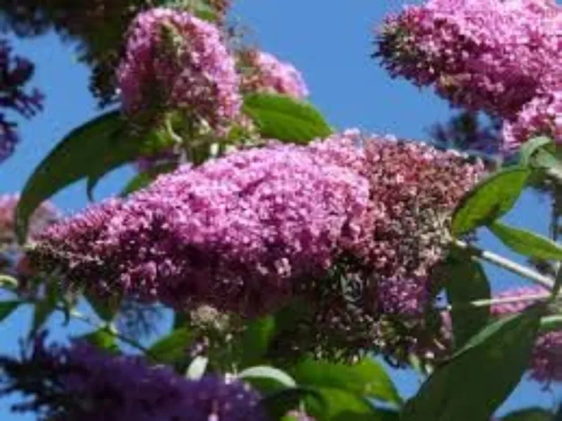 Butterfly Bush Never Stays Where You Put It