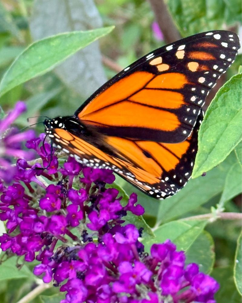 Butterfly Bush Spreads Beyond The Garden Butterfly Bush Spreads Beyond The Garden