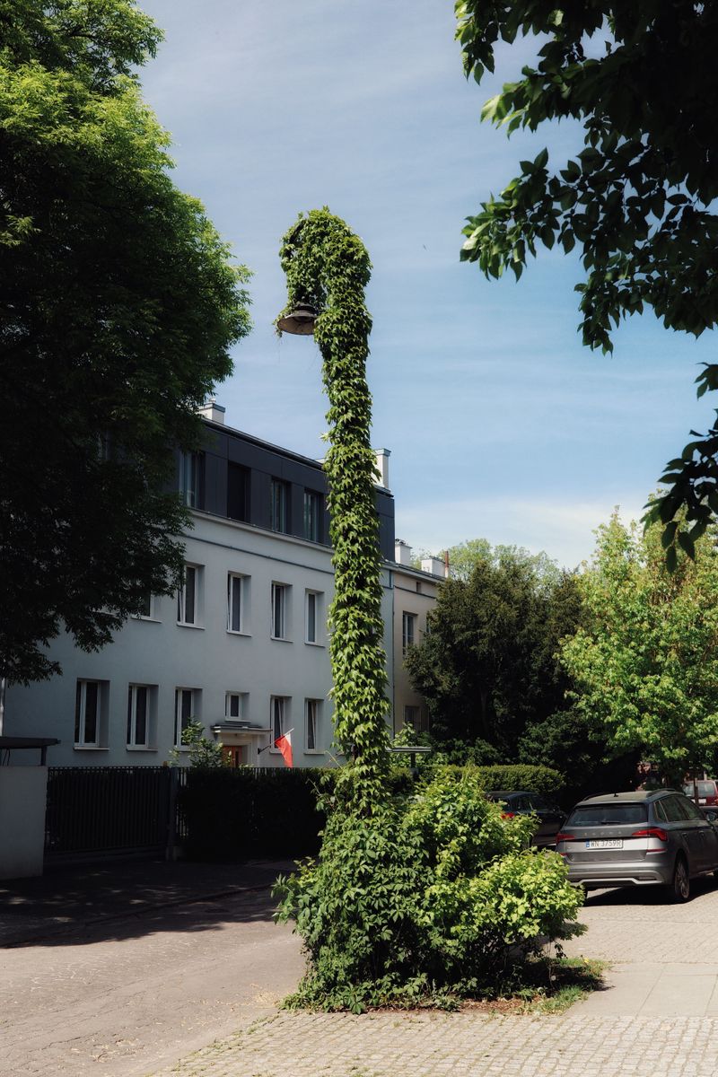 Butterfly Pea Vine Climbing A Lamppost