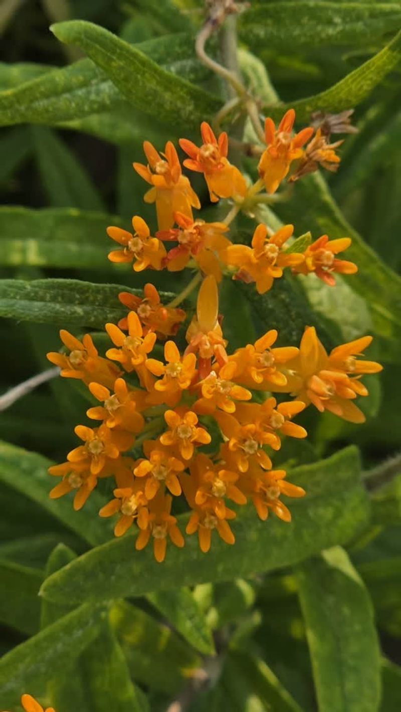 Butterfly Weed Butterfly Weed