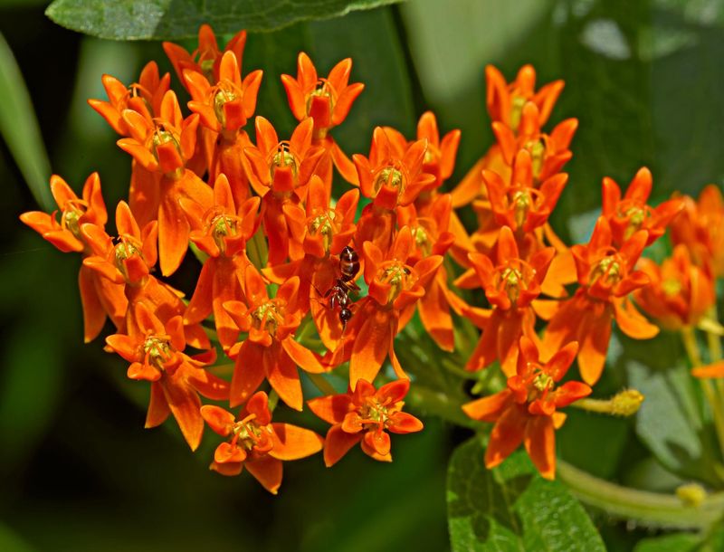 Butterfly Weed Adds Brilliant Orange