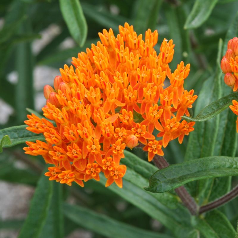 Butterfly Weed Blooms Orange In Sandy Ground Nothing Else Wants