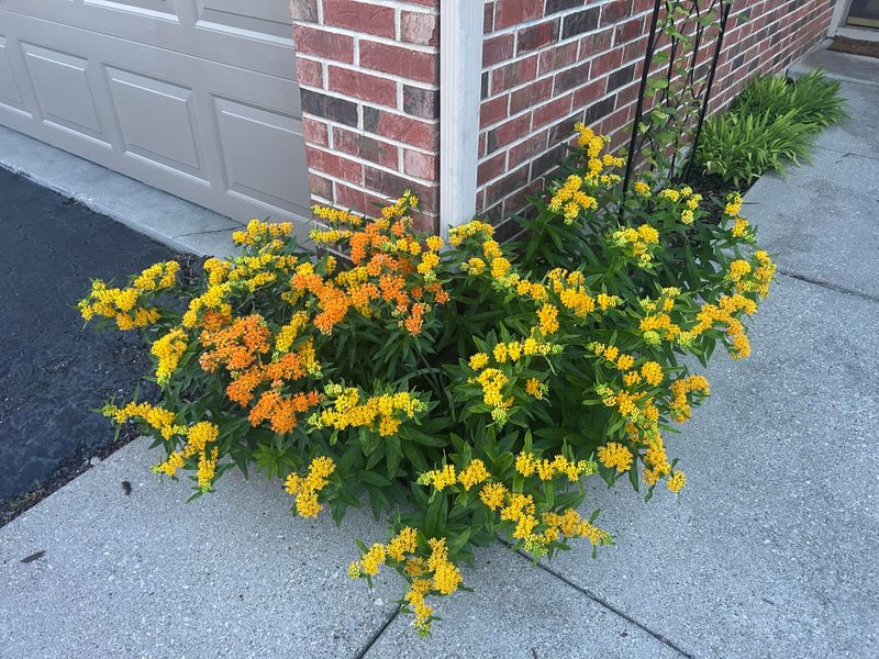 Butterfly Weed Fits Many North Carolina Ovens