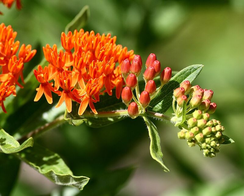 Butterfly Weed Handles Dry Summer Soil Butterfly Weed Handles Dry Summer Soil