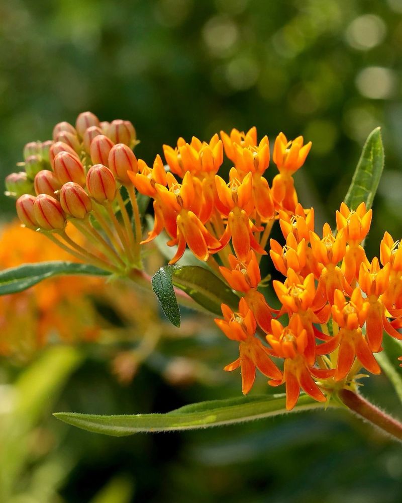 Butterfly Weed Handles Lean Heat