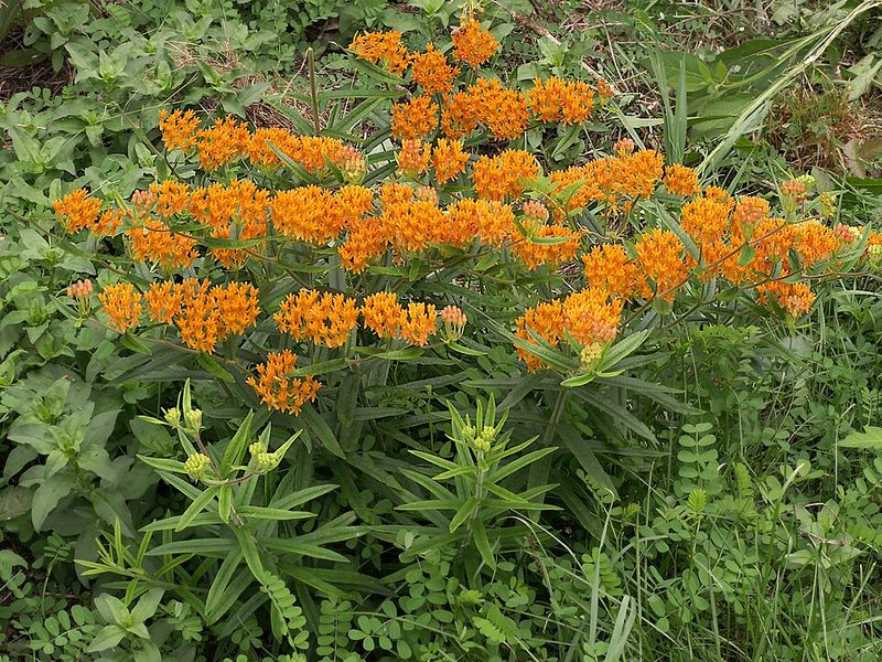 Butterfly Weed Keeps Its Cool When Sunny Beds Turn Dry Butterfly Weed Keeps Its Cool When Sunny Beds Turn Dry