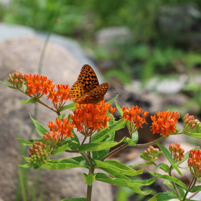 Butterfly Weed Needs Winter Cold Butterfly Weed Needs Winter Cold