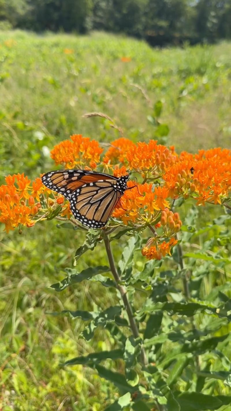 Butterfly Weed Powers Monarch Migration