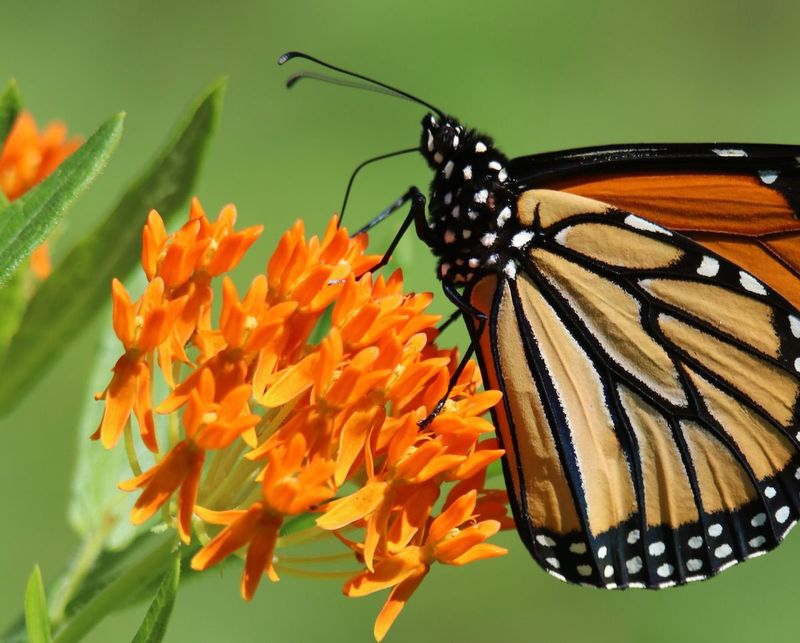 Butterfly Weed Resents Division Once Its Deep Taproot Is Established