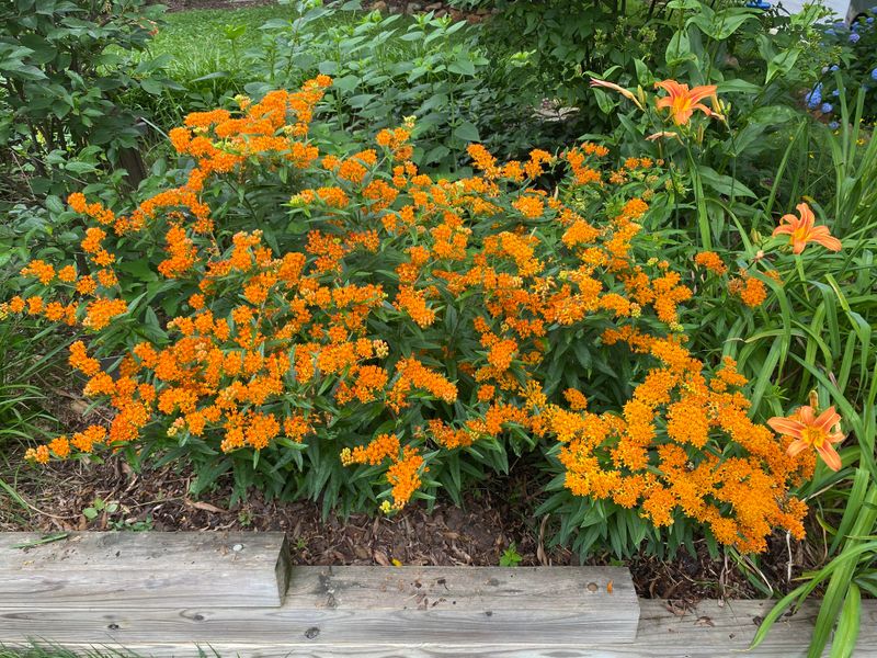 Butterfly Weed Still Has The Advantage In The Driest Garden Spots