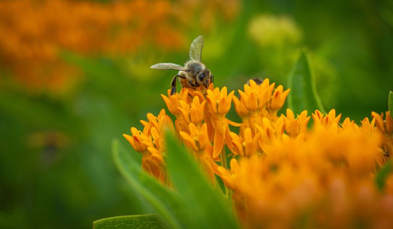 Butterfly Weed Struggles After Root Disruption