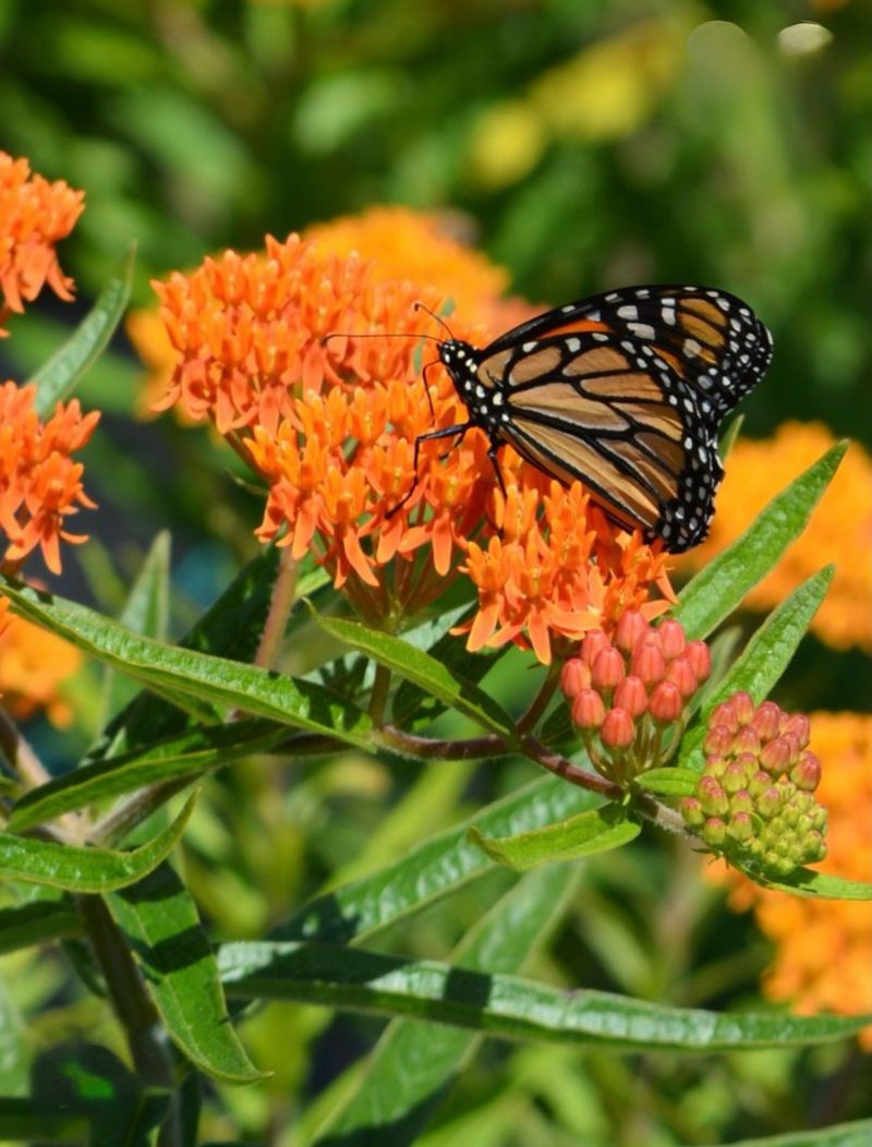 Butterfly Weed Butterfly Weed