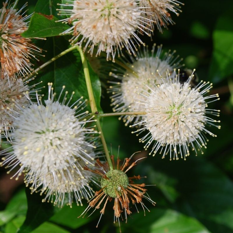 Buttonbush Adds Blooms Near Backyard Ponds